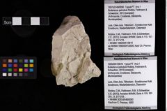 Foto (Objket + Etiketten) von Bullariscus patruliusi (Robins, Feldmann & Schweitzer, 2013) 